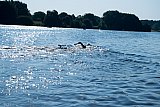 34. Aasee Triathlon - Mitteldistanz